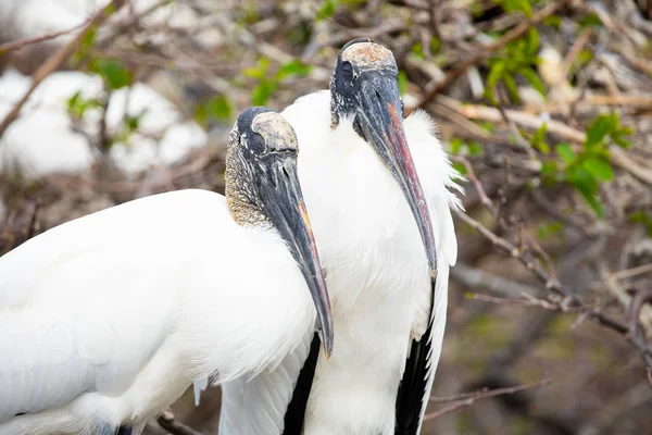 Wood Stork Birds Florida Usa — Stock Photo, Image