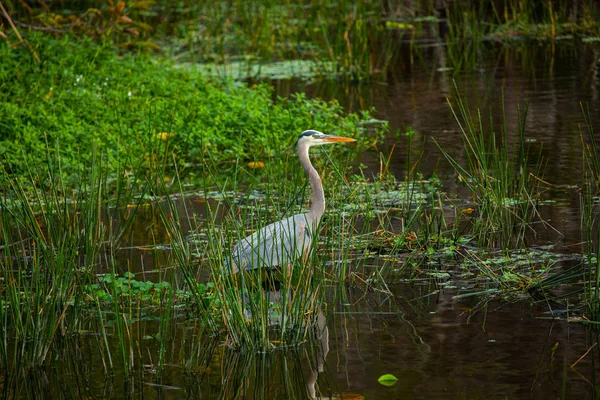 Gran Pájaro Garza Azul Pie Agua Florida — Foto de Stock