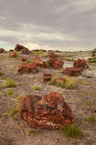 Stubbar Vid Petrified Forest National Park Arizona Usa — Stockfoto
