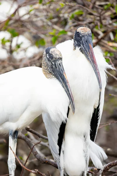 Cigüeña Madera Florida — Foto de Stock