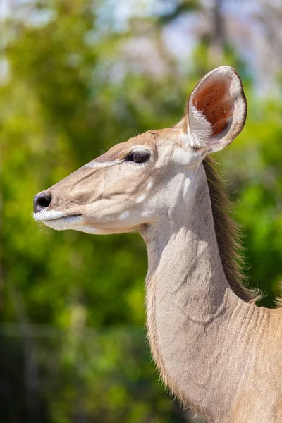 One Greater Kudu Florida Usa — Stock Photo, Image