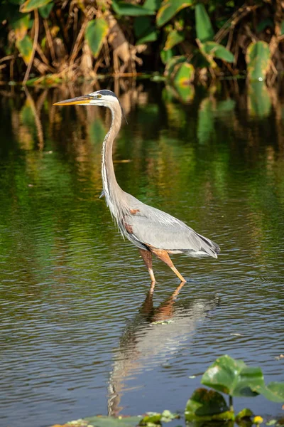 Great Blue Heron Bird Standing Water Florida Usa — Stock Photo, Image