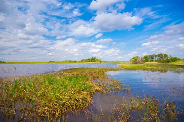 Pantano Hierba Parque Nacional Everglades Florida — Foto de Stock