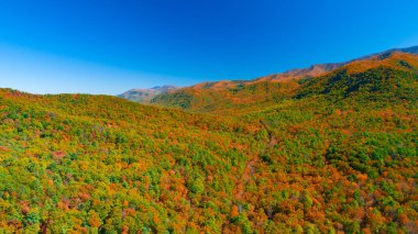 Altın sonbahar. Ormanın en iyi manzarası. Milli park Büyük Dumanlı Dağlar. Tennessee. Abd