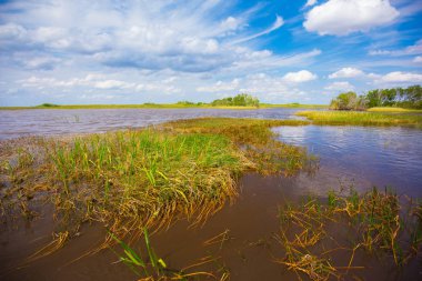 Bataklık ve çim Everglades Ulusal Park, Florida, ABD 