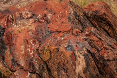 Arizona, ABD'deki Taşlaşmış Orman Milli Parkı'nda kütük