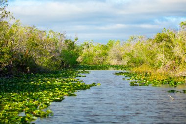 Everglades Ulusal Parkı, Big Cypress National Preserve, Florida, Amerika Birleşik Devletleri