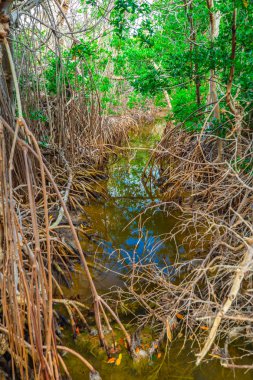Florida ormanda Mangroves ağaçlar ve nehir, ABD