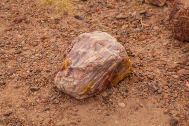 Arizona, ABD'deki Taşlaşmış Orman Milli Parkı'nda kütük