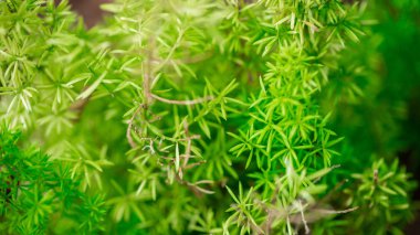 Yeşil bitkiler makro görünümü Foxtail Fern Florida, ABD