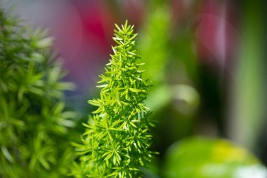 Yeşil bitkiler makro görünümü Foxtail Fern Florida, ABD