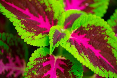 Florida, ABD coleus bitkinin yakın çekim