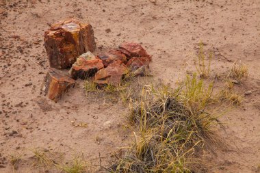 Arizona, ABD'deki Taşlaşmış Orman Milli Parkı'nda kütük