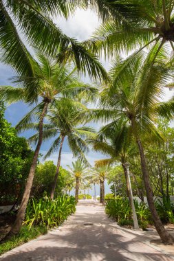Palmiye ağacı, yeşil geçit. Miami. Florida. Abd. 
