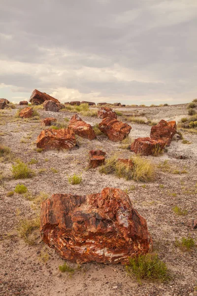 Stubbar Vid Petrified Forest National Park Arizona Usa — Stockfoto