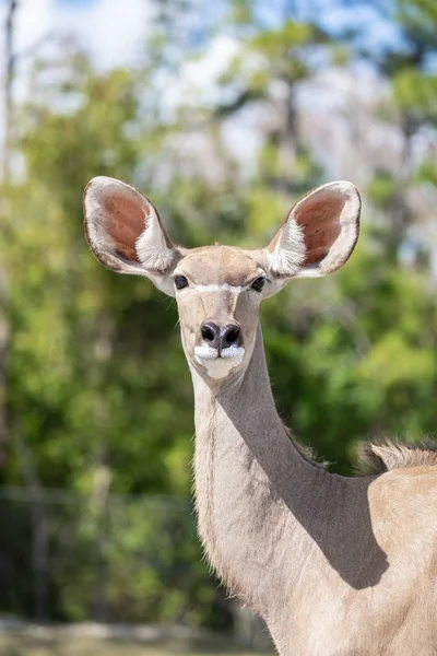 アメリカ フロリダ州の1つの大きな Kudu — ストック写真