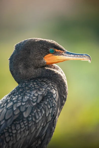 Retrato Pássaro Cormorant Florida Eua — Fotografia de Stock