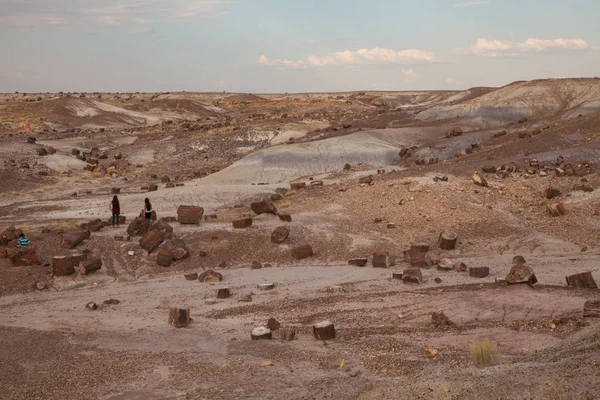 Stubbar Vid Petrified Forest National Park Arizona Usa — Stockfoto