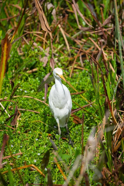 Cattle Egret Bird Grass Florida Usa — Stock Photo, Image