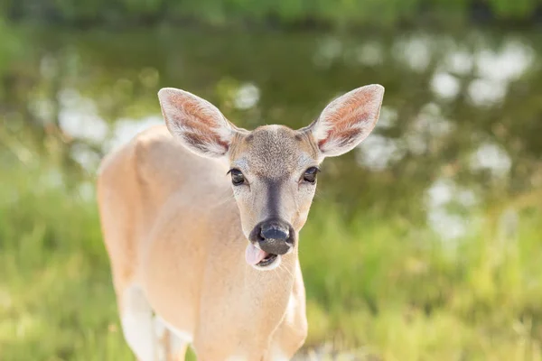 Greater Kudu Florida Usa — Stock Photo, Image