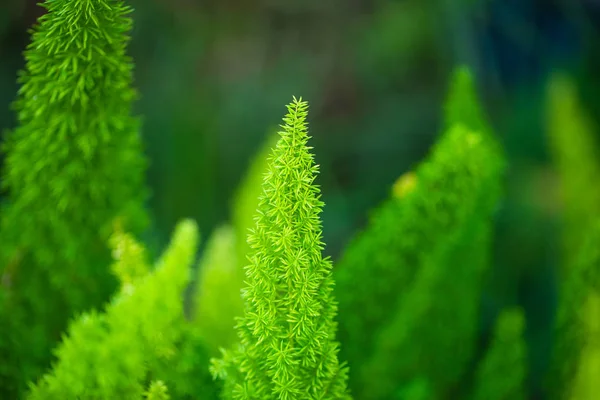 Вид Макро Зелених Рослин Foxtail Папороть Флориді Сша — стокове фото