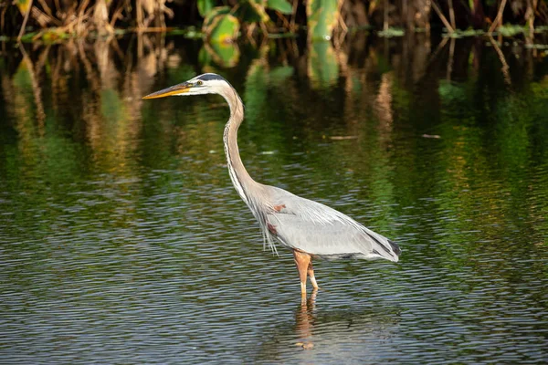 Great Blue Heron Bird Standing Water Florida Usa — Stock Photo, Image