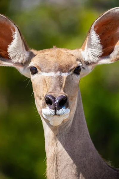 One Greater Kudu Florida Usa — Stock Photo, Image