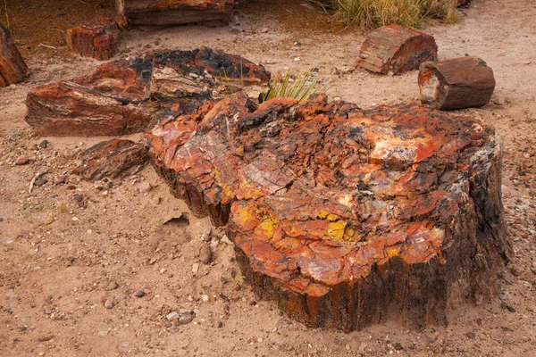 Tocones Parque Nacional Bosque Petrificado Arizona — Foto de Stock
