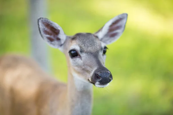 Greater Kudu Florida Usa — Stock Photo, Image