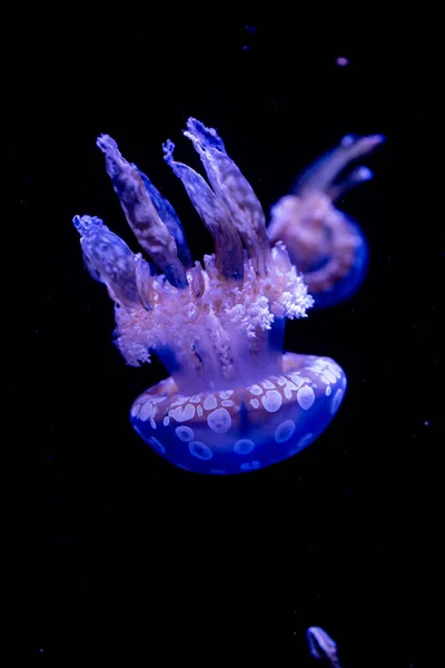 Медузи Чорному Фоні Флорида Сша — стокове фото