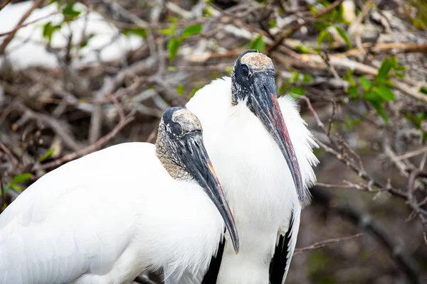 Wood Stork Birds Florida Usa — Stock Photo, Image