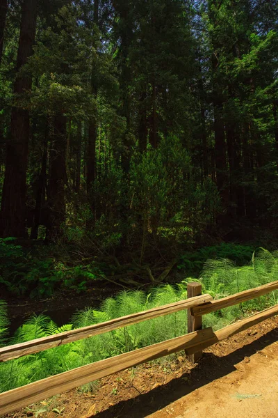 Forêt Sauvage Californie États Unis — Photo