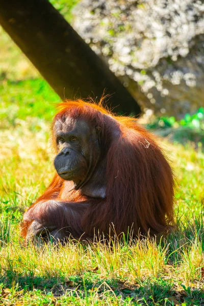 Wild Orangutan Green Grass Florida Usa — Stock Photo, Image