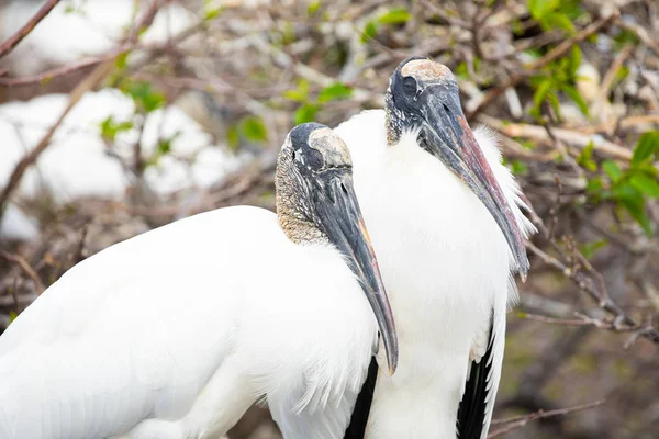 Wood Stork Birds Florida Usa — Stock Photo, Image