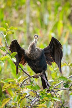 Florida, ABD açık havada dalında oturan Yılanboyungiller kuş