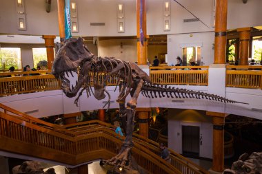 Orlando, Florida, ABD - 11 Mart 2017: Jurassic Park'taki dinozor iskeletleri Macera Adaları'nda işaret ediyor