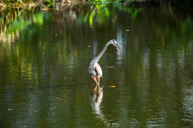 Büyük mavi balıkçıl kuş ayakta su Florida, ABD