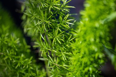 Yeşil bitkiler makro görünümü Foxtail Fern Florida, ABD