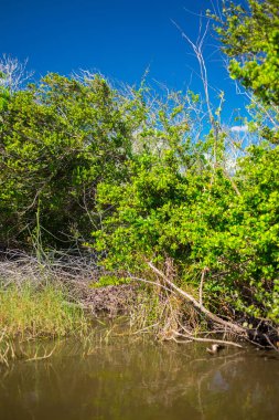 Everglades Ulusal Parkı, Big Cypress National Preserve, Florida, Amerika Birleşik Devletleri