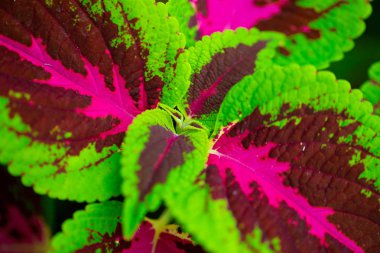 Florida, ABD coleus bitkinin yakın çekim