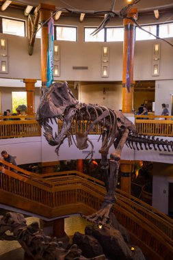 Orlando, Florida, ABD - 11 Mart 2017: Jurassic Park'taki dinozor iskeletleri Macera Adaları'nda işaret ediyor