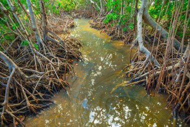 Florida ormanda Mangroves ağaçlar ve nehir, ABD