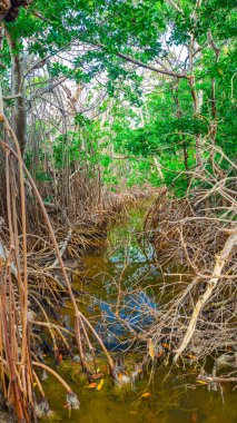 Florida ormanda Mangroves ağaçlar ve nehir, ABD