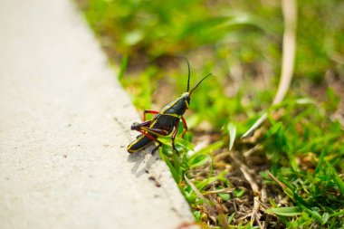 Everglades ulusal parkında grasshopper yerde, Florida, ABD