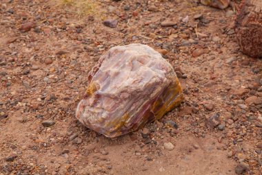 Arizona, ABD'deki Taşlaşmış Orman Milli Parkı'nda kütük