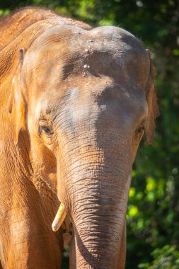 bir fil yeşil ağaçlar yürüyüş