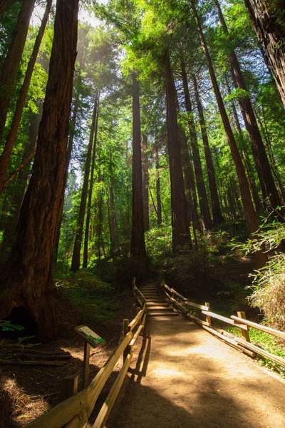 Forêt Sauvage Californie États Unis — Photo