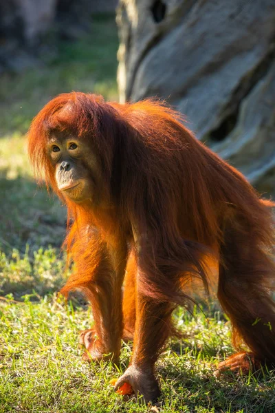 Wild Orangutan Green Grass Florida Usa — Stock Photo, Image