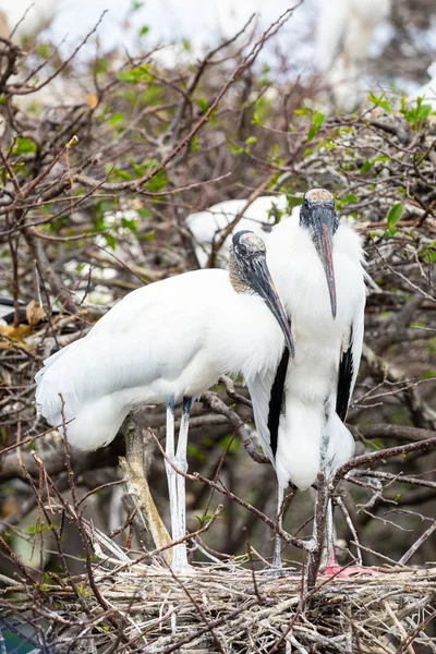 Wood Stork Birds Florida Usa — Stock Photo, Image