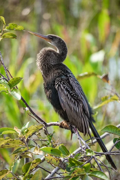 Anhinga Bird Sitting Branch Outdoors Florida Usa — Stock Photo, Image